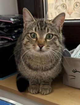 Florica sucht ihr Für-immer-Zuhause! - Waakirchen