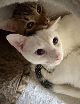 Oscar und Viktor aus dem Tierschutz - Grevenbroich