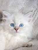Neva Masquarade Sibirische Waldkatzen Kitten in 32351