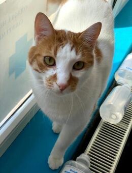 💚 Marcel & Bro zwei sanfte Freunde 💚 - Eislingen (Fils)