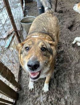 Gustl ist ein lieber Kuschelbär 🐾 - Elsdorf (Nordrhein-Westfalen)