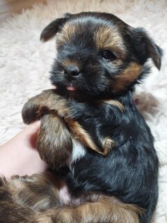 Yorkshire Terrier Welpen mini Rüde