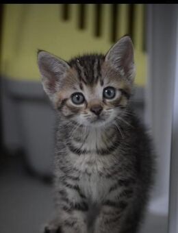 6 Katzengeschwister,leben in 48683 Ahaus - Markdorf