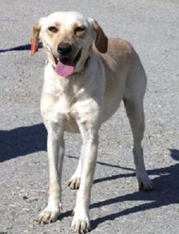 Tundra ist eine Traumhündin! - Karben