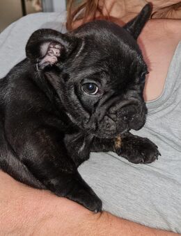 Französische Bulldoggen Welpen - Iserlohn