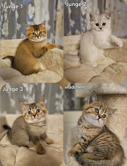 Wunderschöne reinrassige BKH Kitten - Saarbrücken