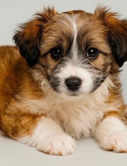 Bollipoo/Maltipoo rüde - Diemelsee