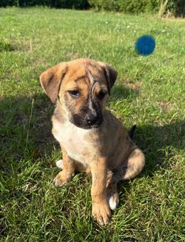 Stafford-Bolteria-Labrador-Mix-Welpen, 3 Monate alt, lieb & menschenbezogen - Garz