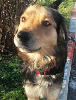 KALOYAN - mit einem Herz aus Gold - Velbert