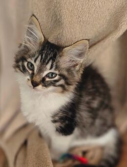 Zauberhafte Maine Coon Kitten suchen ein liebevolles Zuhause 🐾 - Weißenthurm Zentrum