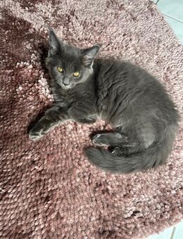 BKH x Ragdoll Kitten dürfen ausziehen - Nützen