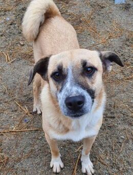 Chanel 50 cm - Alpenrod