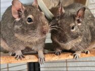 3er Gruppe Degus männlich mit Voliere und Zubehör - Magdeburg
