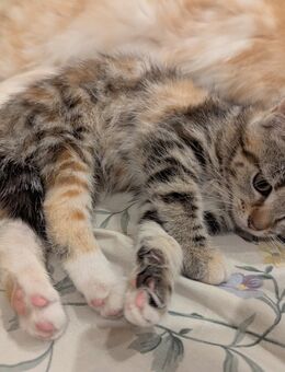 3 süße Maine coon Perser EKH katzen - Kyritz