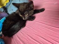 1 schwarzes Kitten abzugeben 16.06.2025 - Nünchritz