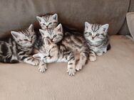 BKH Kitten Katzenbabys reinrassig Silver Tabby - Ortenburg
