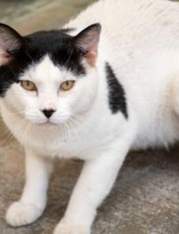 Kater Blanqui sucht sein Wohlfühldomizil - Bad Camberg