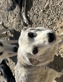 Candy möchte dich begeistern - Celle