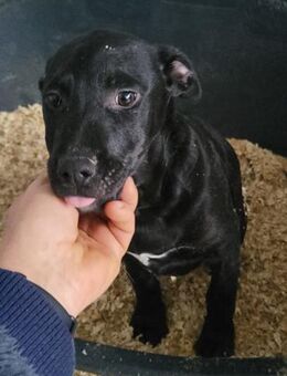 Monty 💗 neugieriger, so lieber Hundebub - Hamburg