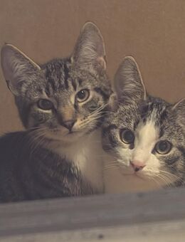 Zwei 3 Monate alte Katzen - Hamm