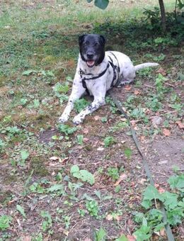 Monty auf PS in Groß-Gerau - Köln