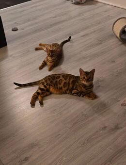 Bengalkatzen abzugeben - Wesseling