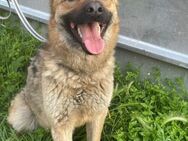 ❤️🐾 Lieber Grey sucht seine Familie 🐾 - Eislingen (Fils)