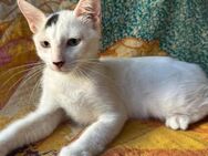 Snoopy - gibt es auch als Katze - Kirchheim (München)
