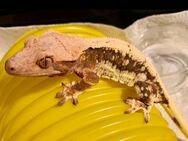 Lily White Kronengecko Crested Gecko - Berlin