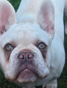 Französische Bulldoggen mit Stammbaum - Pulheim