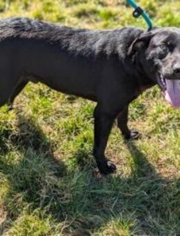 Thyson sucht nach seinen Menschen - Nordwalde