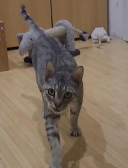 Liebe Tonja sucht ihre Menschen - Margetshöchheim