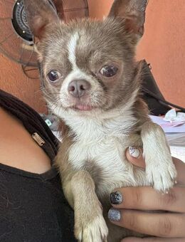 Cupido 2,5 jähriger Chihuahua - Kassel