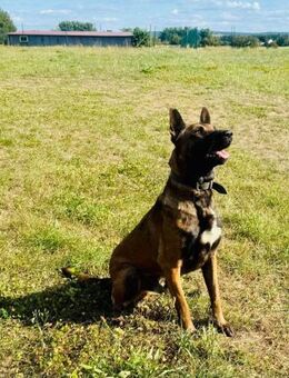 Samsung wundervoller Hundejunge - Obertshausen