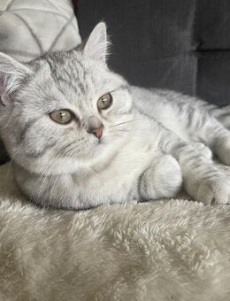 BKH kitten abzugeben - Bochum