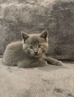 BKH / Maine Coon kitten dürfen ausziehen - Essen