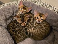 Bengal Kitten - Duisburg