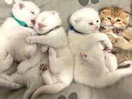 Zauberhafte Kitten suchen ein neues liebevolles Zuhause - Osnabrück