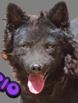 RIO sucht Zuhause - Gefrees