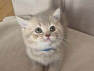 Britisch Kurzhaar Katzenbabys - Ostfildern