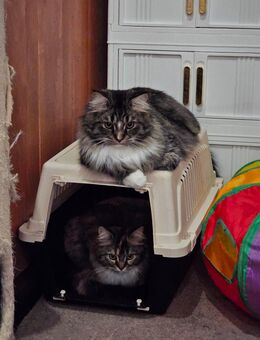 Katzenkinder Maine Coon /BLH - Leipzig Alt-West