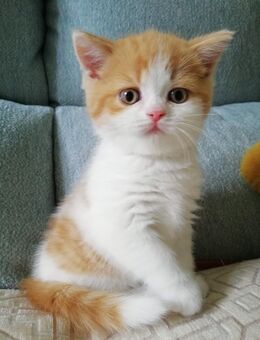 Abgabebereit BKH Kitten Rot Weiss Britisch Kurzhaar Babys Mädchen Jungen - Goslar Ohlhof