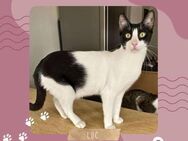 Kater Luc wartet auf seine Menschen - Lalendorf