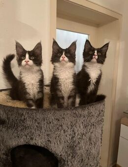 Süße Maine Coon Kätzchen 14 Wochen alt suchen ein neues Zuhause - Hörselberg-Hainich