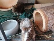 2 degu Männchen suchen ein neues zuhause - Berlin Marzahn-Hellersdorf