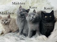 Süße reinrassige Bkh Kitten Bärchen Katzenbabys abzugeben - Neunkirchen-Seelscheid