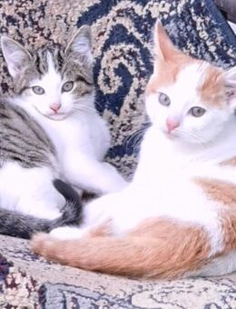 zwei Kitten suchen neues Zuhause Katze Kater Babykatze Katzenbaby - Datzetal
