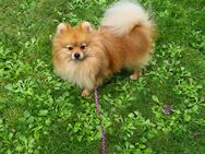 Familienfreundlicher Pomeranian Spitz sucht ein neues Zuhause - Gotha