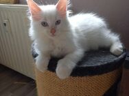 Letzte Maine Coon Kitten Katzenbaby weiß - Mönchengladbach