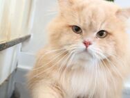 Reinrassige BLH Katze cy12 lilac golden shell - Hof